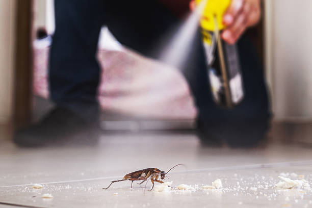 Wasp Removal Services in Ruidoso, NM